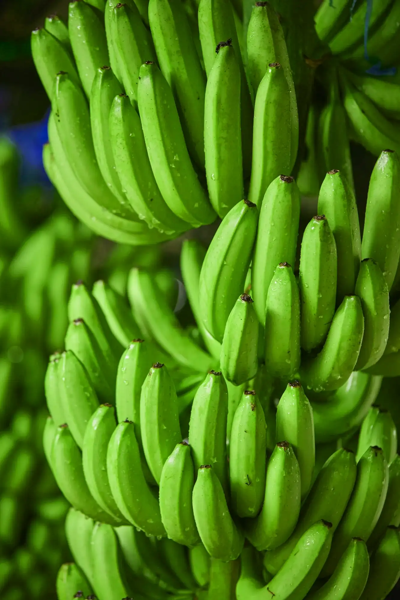Green banana bunches in the foreground, with water drops and a dark background.