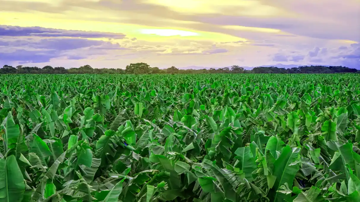 Banana plantation at sunset.