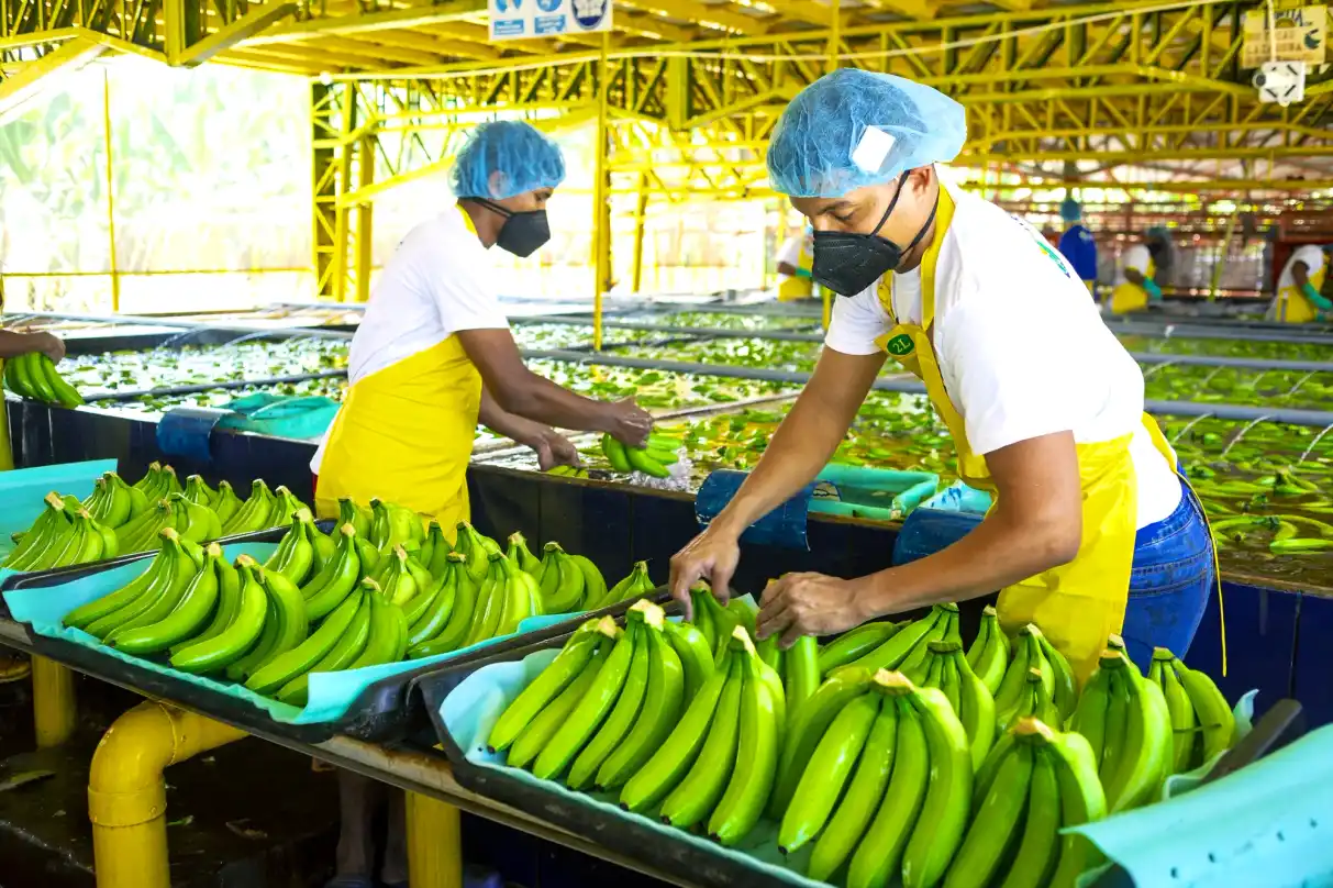 Workers packing bananas at the packing plant.