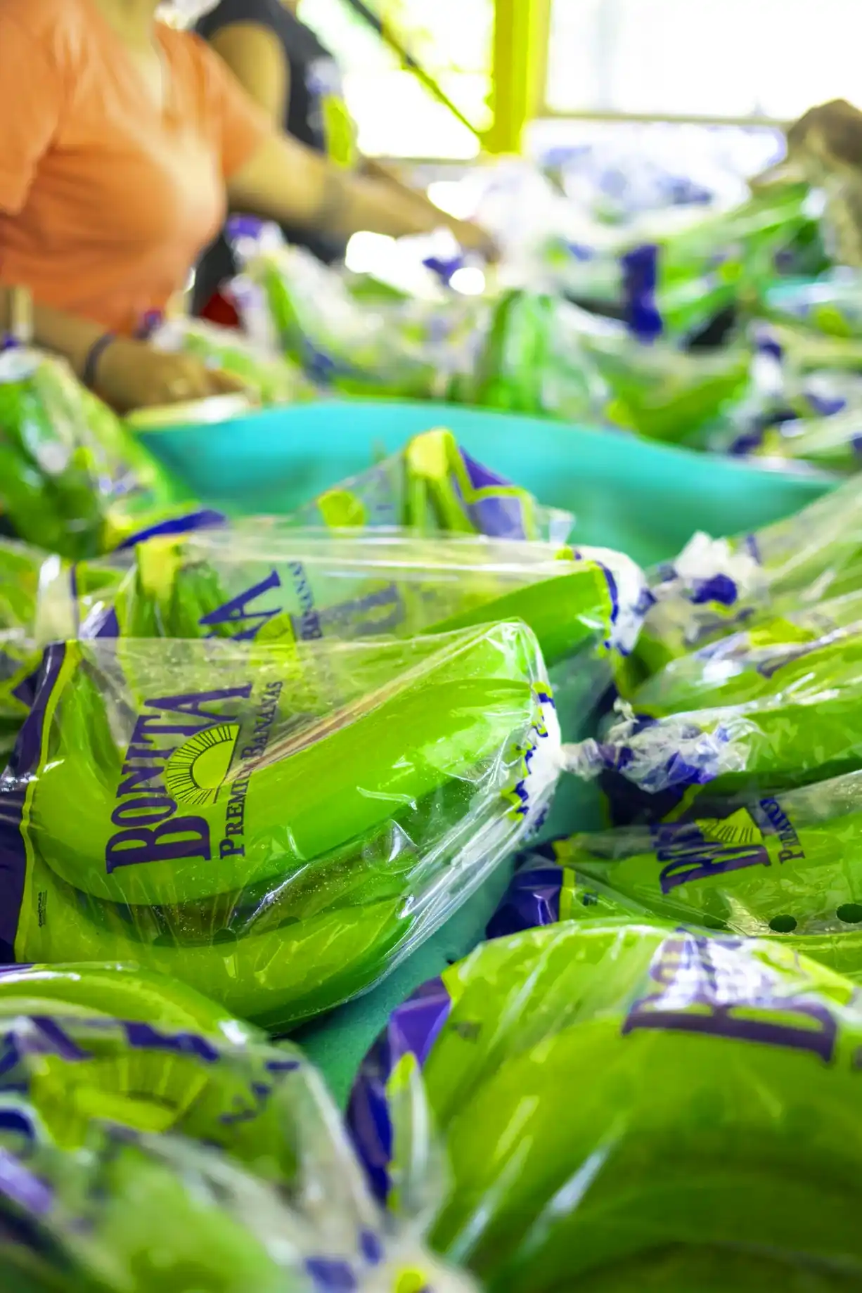 Green fruit packed in Bonita bags on a packing plant table.