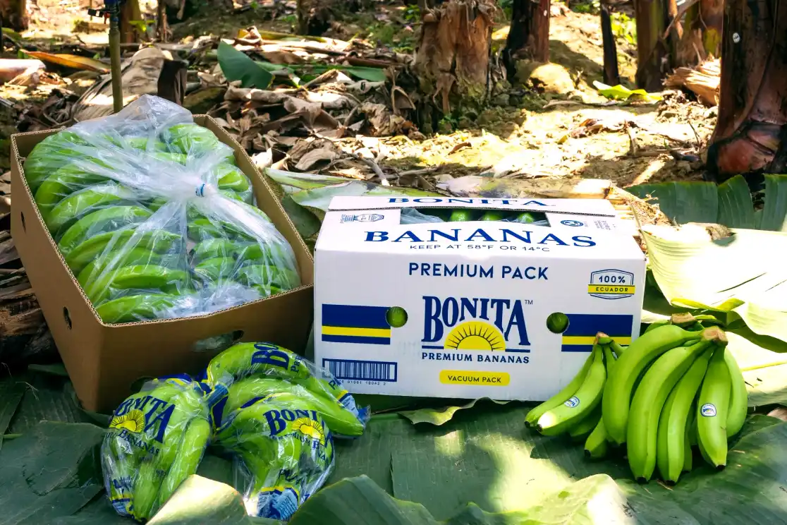Bonita boxes and packed green bananas on leaves inside a plantation.