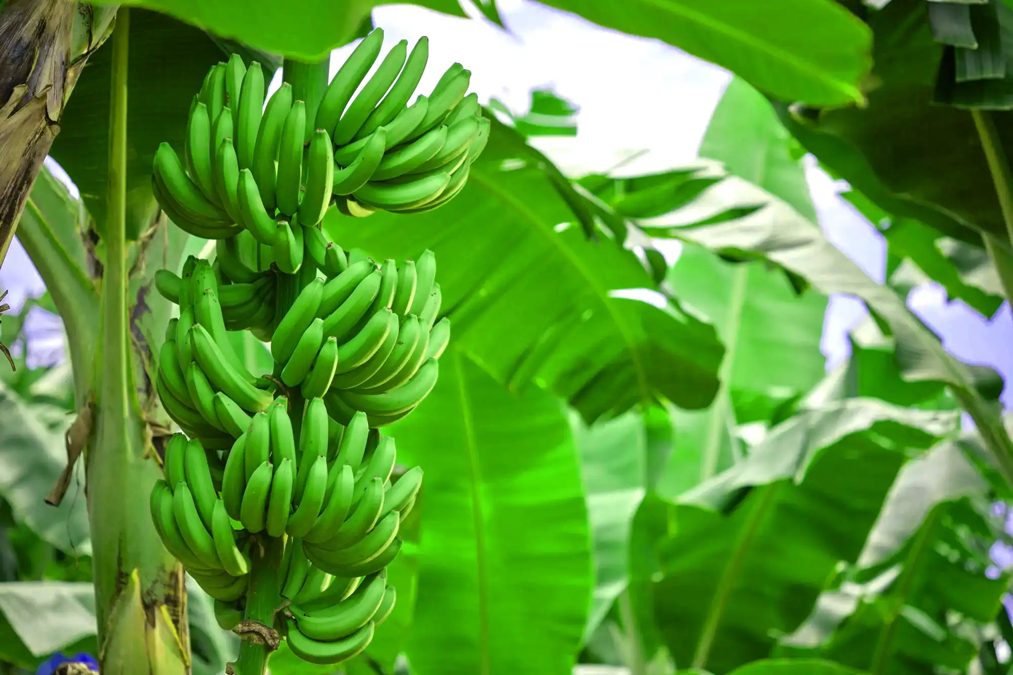Green banana bunch on the plant, among leaves and a clear sky.