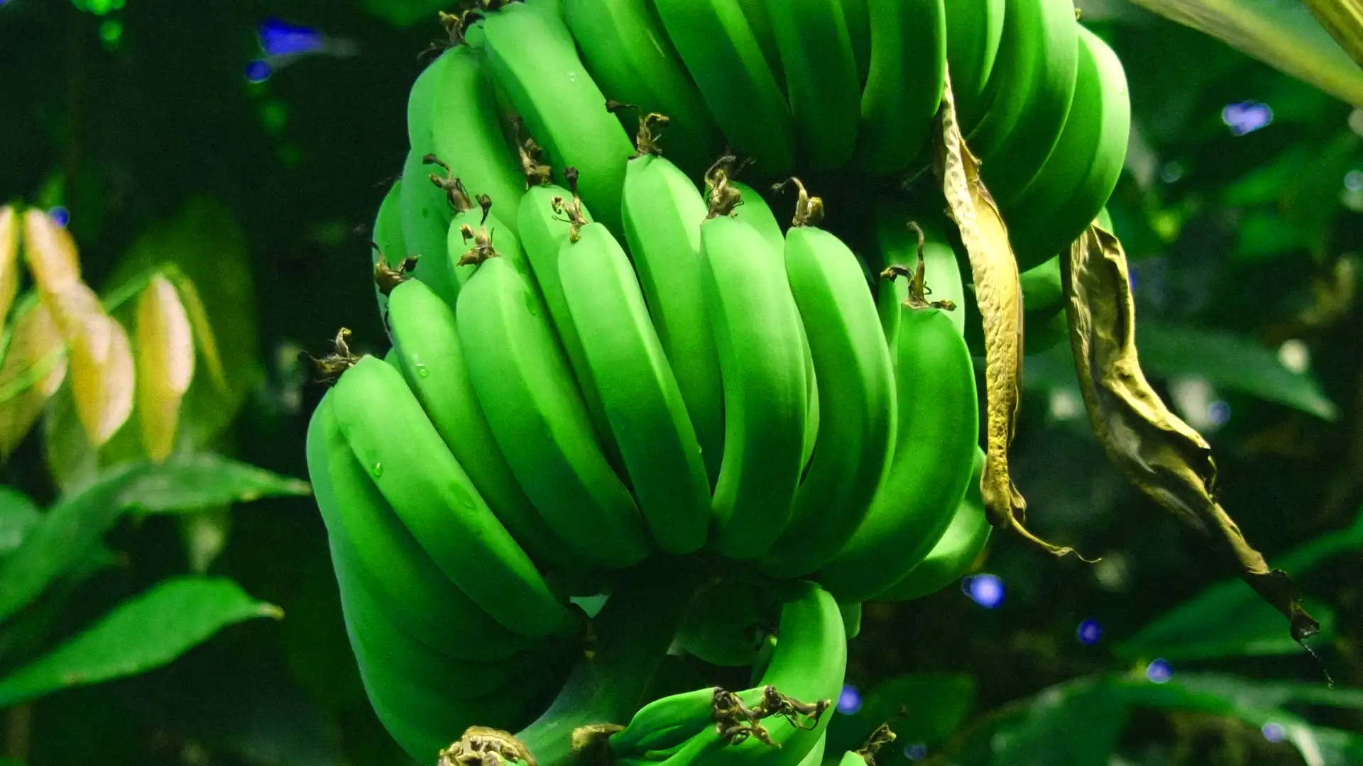 Green banana bunch in the foreground, with a cinematic dark background.
