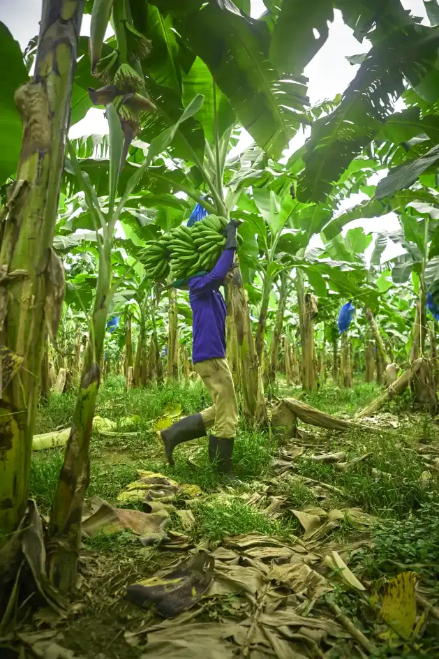Worker carrying a banana bunch through the plantation at the farm.