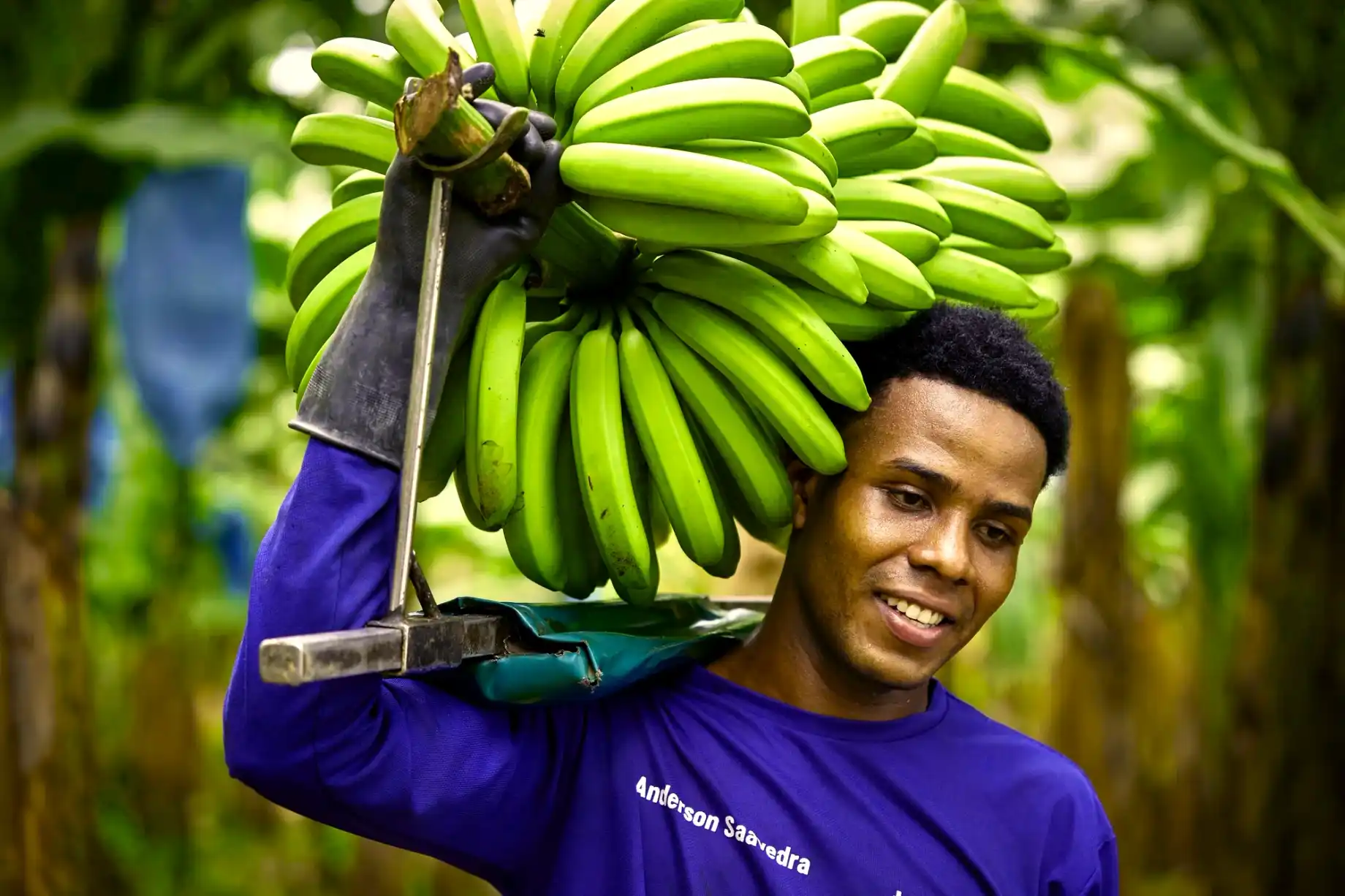 Smiling worker in a purple shirt carries a bunch of green bananas on his shoulder in the plantation.