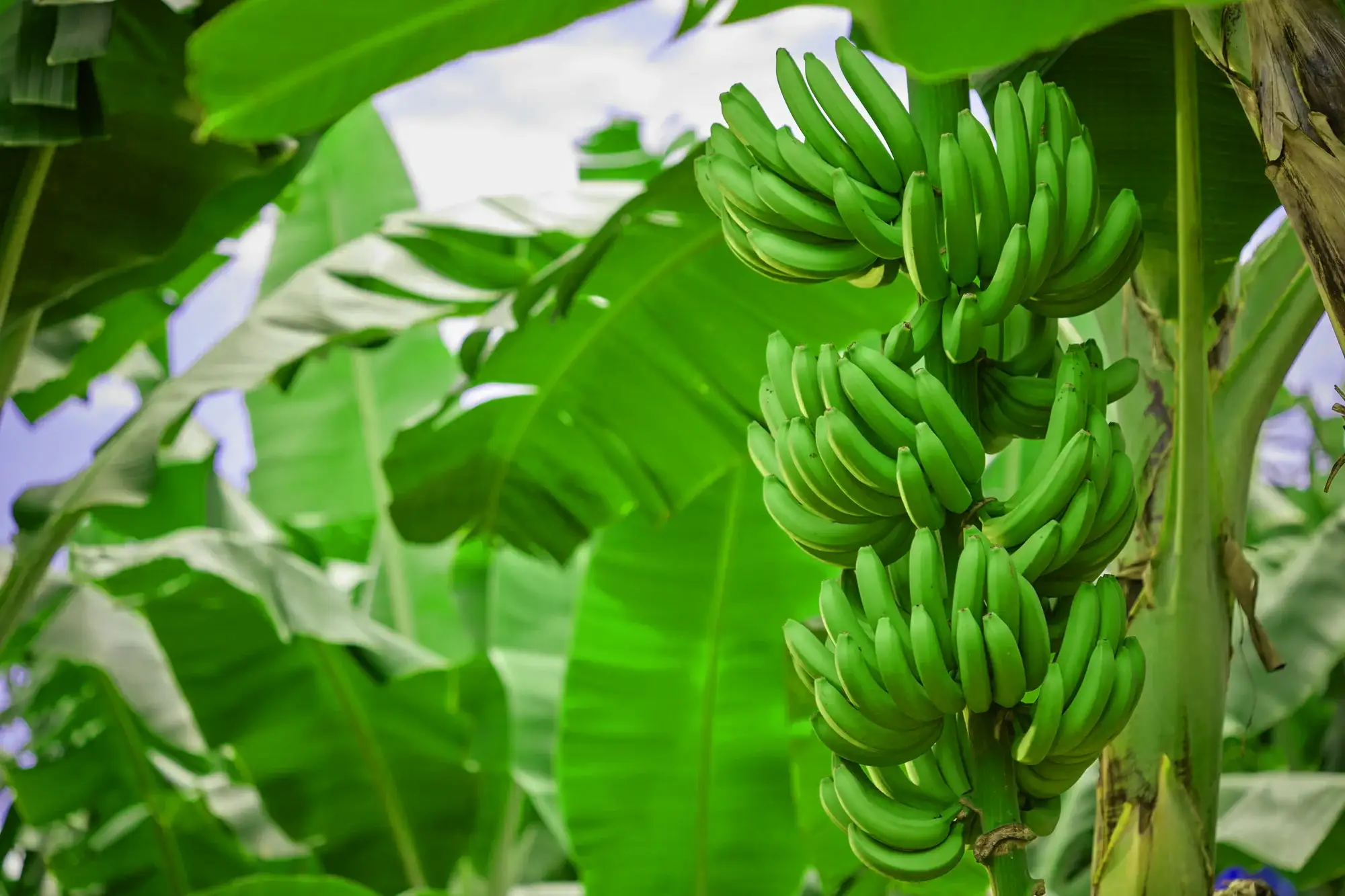 Bunches of green bananas hanging from the plant among large green leaves and a partly cloudy sky.