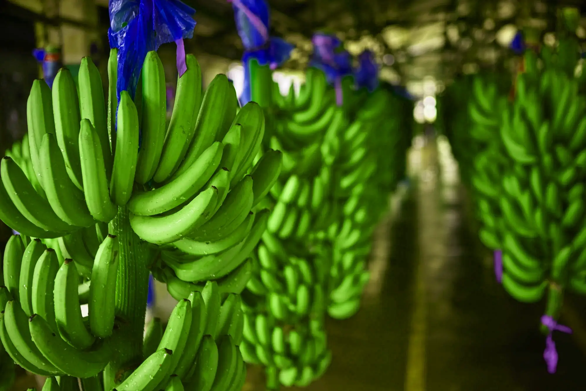 Bunches of green bananas with blue bags on their stems, hanging in a row inside a covered shed.