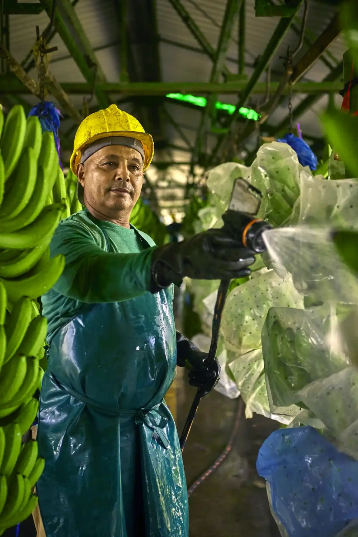 Worker washing bananas at the plant.