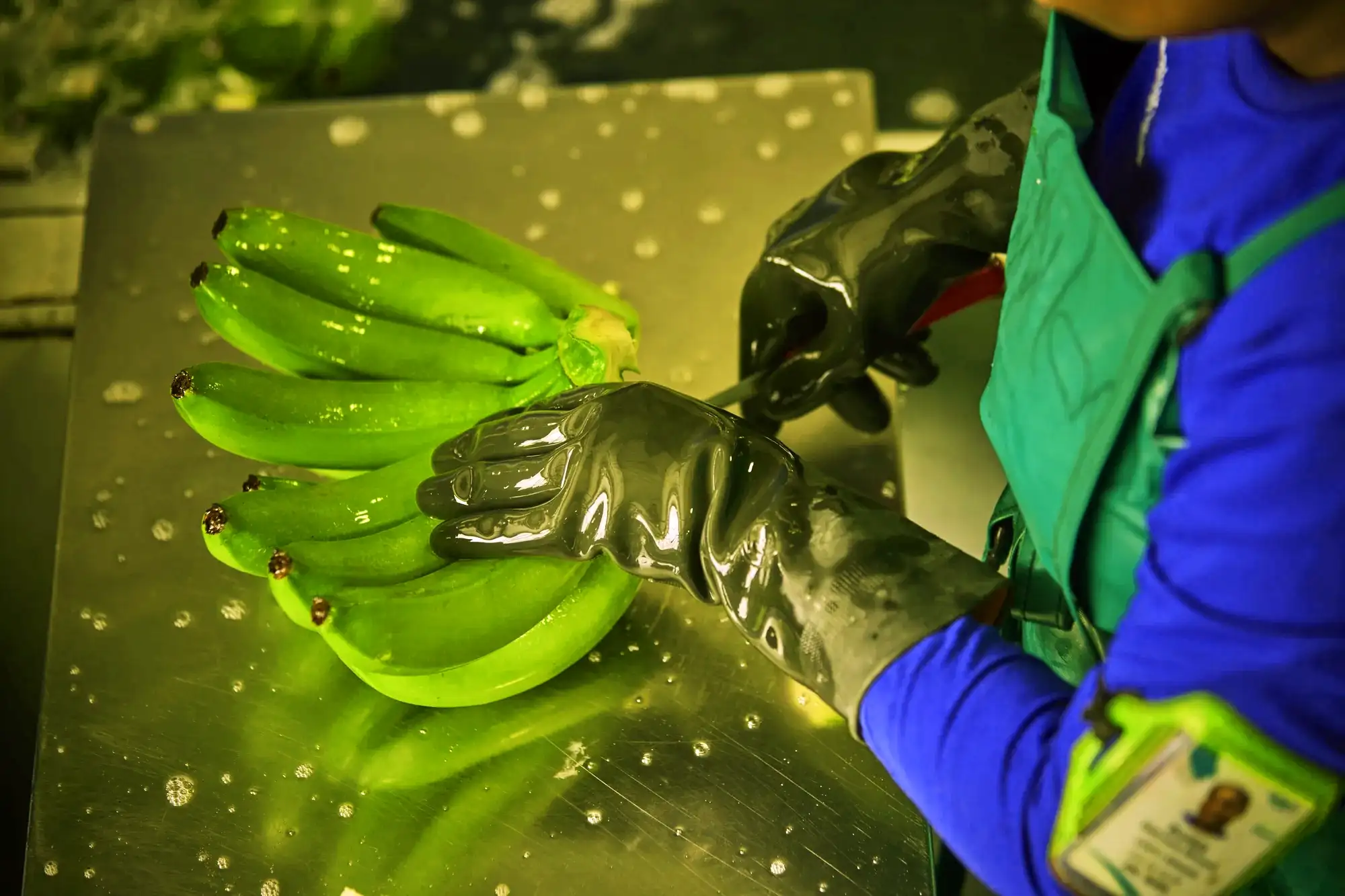 Gloved hands cut a bunch of green bananas into hands on a wet stainless steel table.
