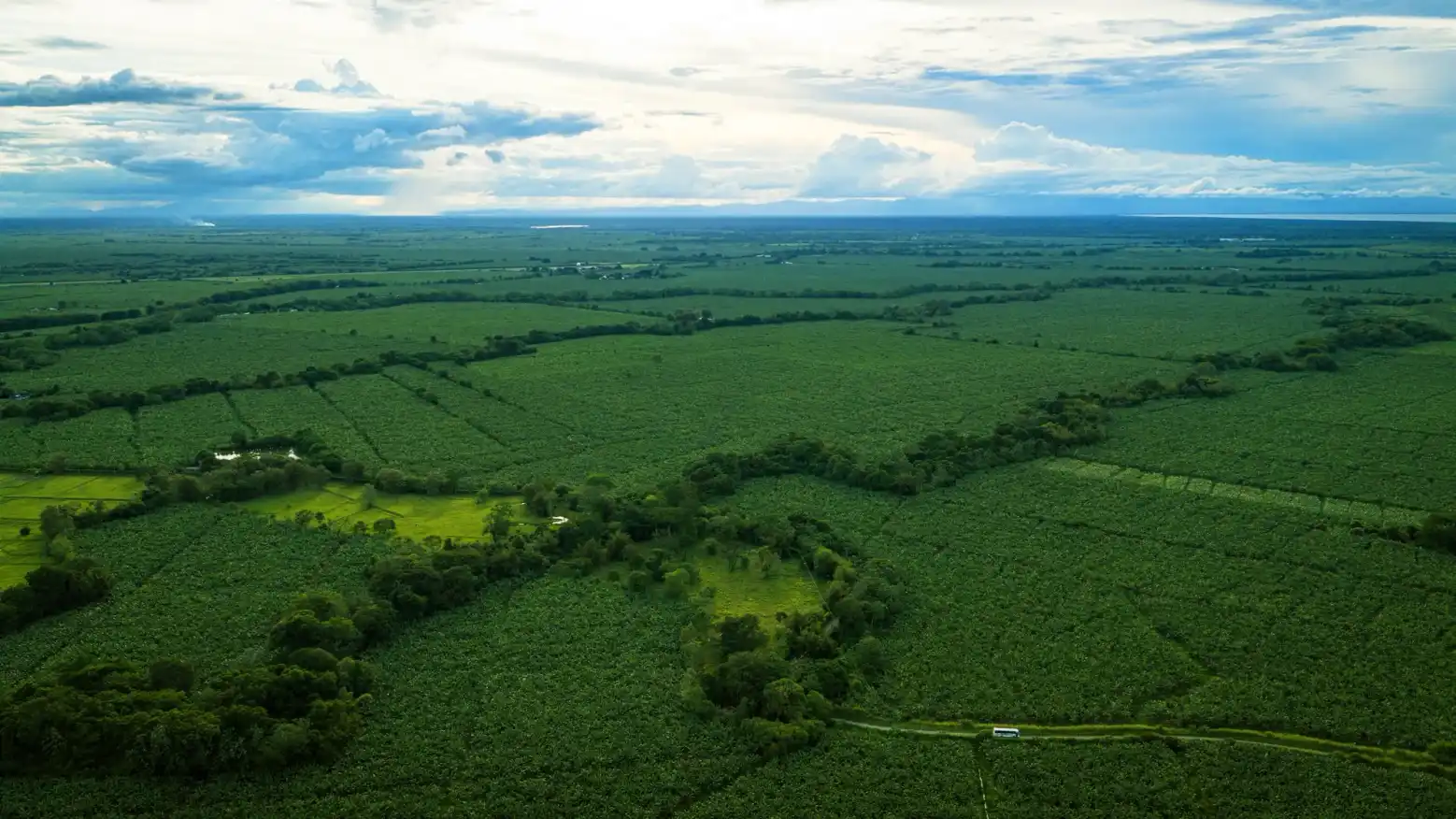 Aerial view of vast banana plantations under a cloudy sky.