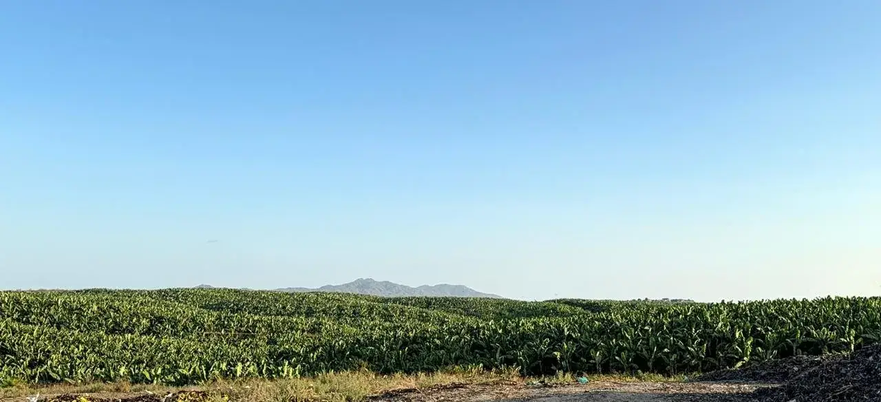 Banana plantation under a clear sky, with a mountain in the background.