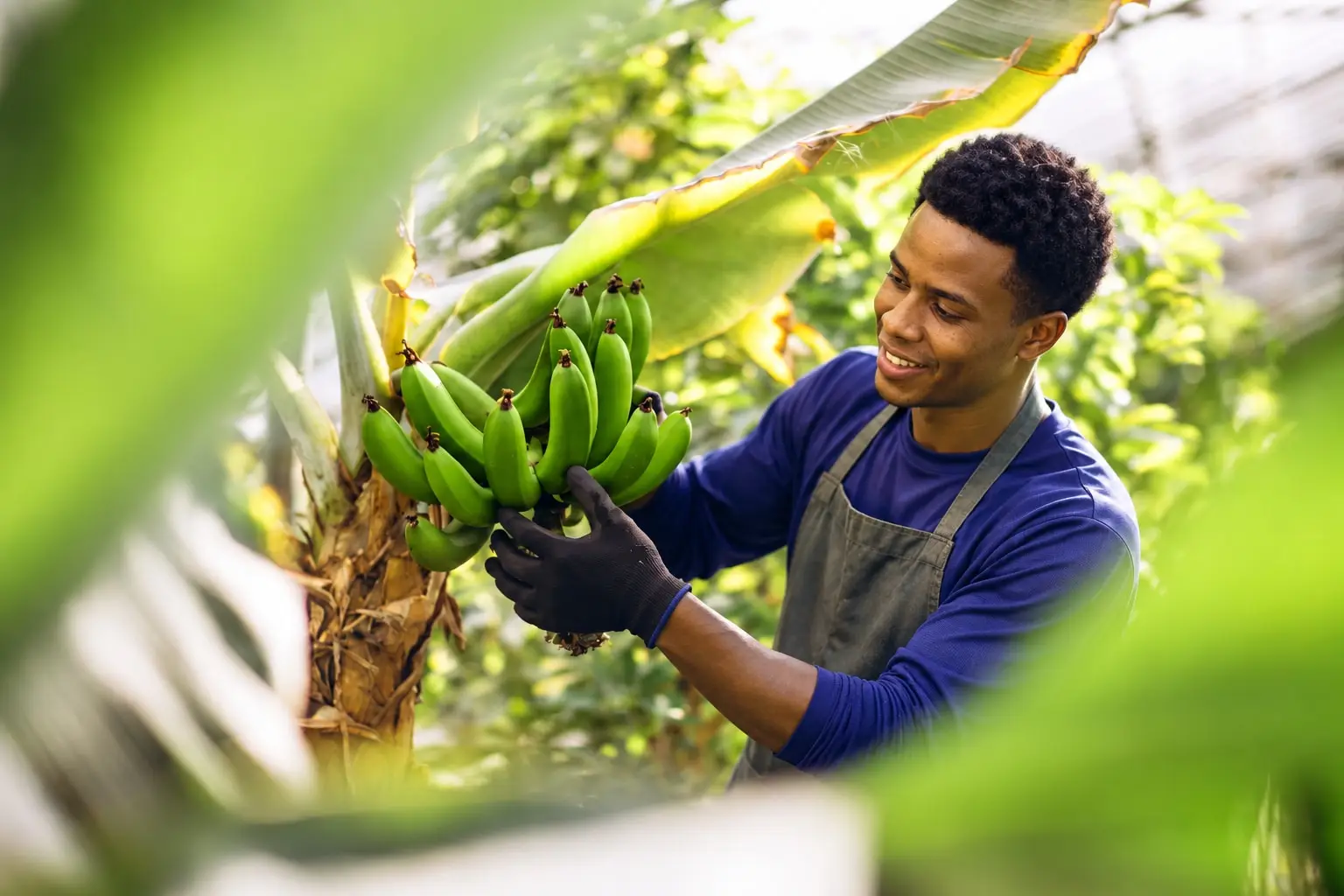 Smiling farmer inspecting a bunch of green bananas on the plantation.